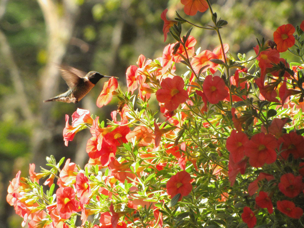 *hummingbird.png